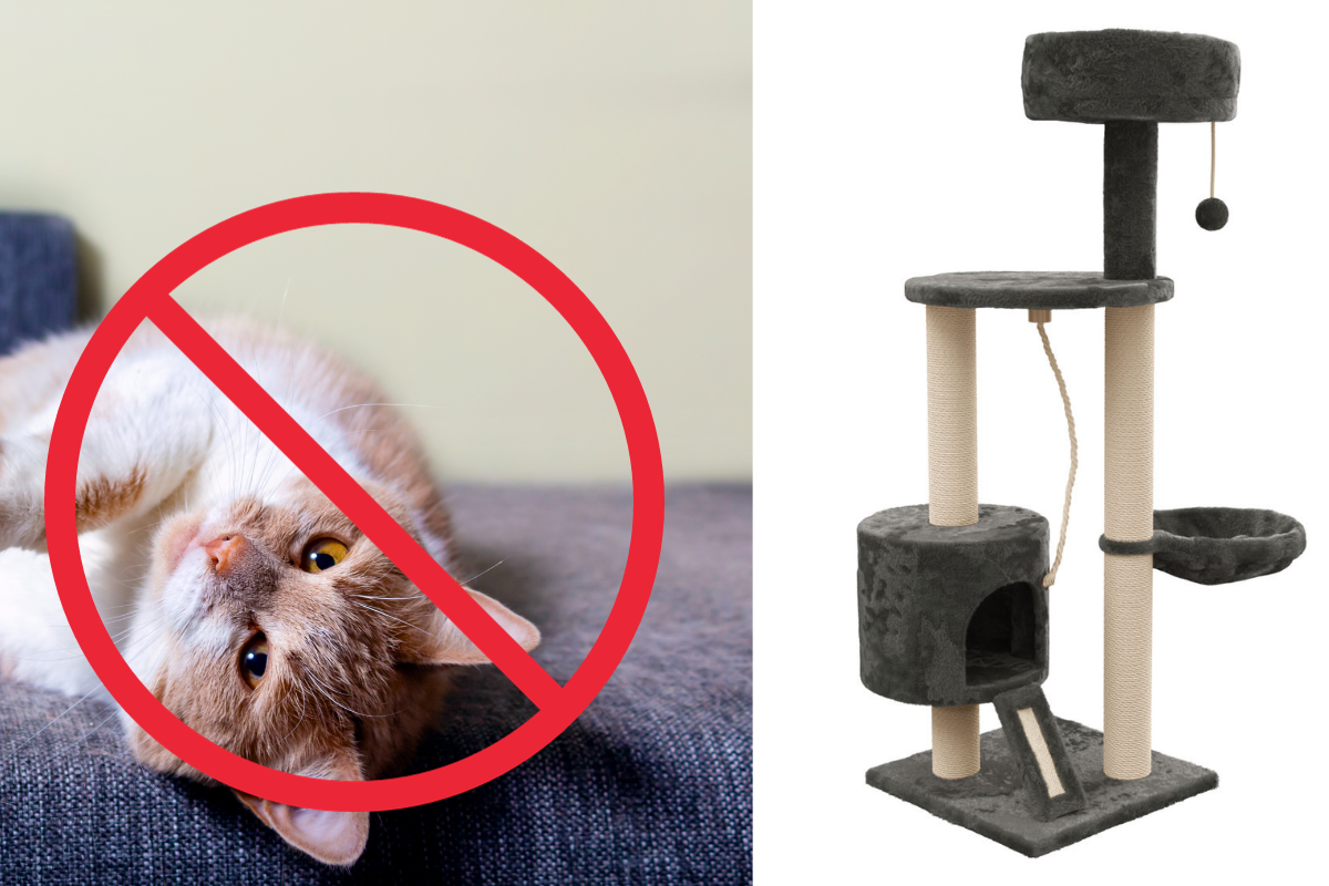 Lidl: sauvez votre mobilier avec cet indispensable pour les chats !